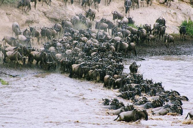 3 Days Budget Masai Mara Safari - Cancellation and Pricing