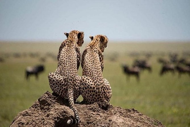 3 Days Fly in Safari - Pricing and Guarantee