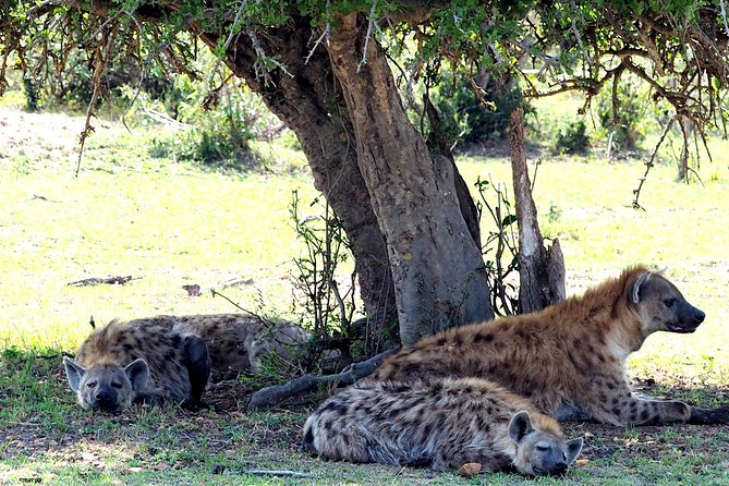 3 Days Masai Mara Camping Safari - Booking and Contact