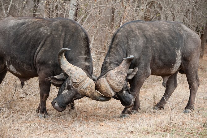 3 Days Safari Serengeti & Ngorongoro Crater - Safari Reviews