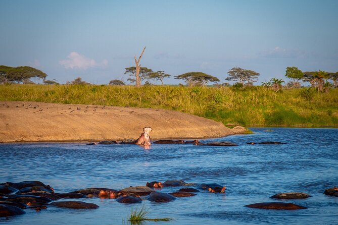 3 Days Serengeti & Ngorongoro Group - Traveler Experiences