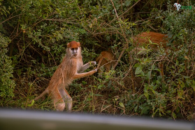 3 Days Wild Tour Queen Elizabeth National Park Safari Uganda - Additional Considerations for the Tour