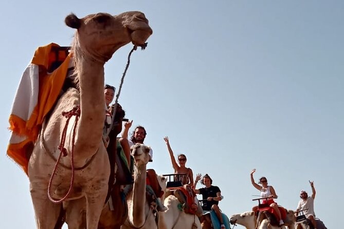 3 Hours Camel Ride in Essaouira, Beach and Dunes - Exploring Eucalyptus Forest