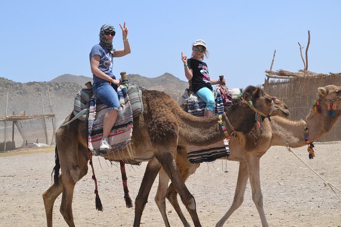 3 Hours Safari by ATV Quad Bike & Camel Ride Transfer to El Gouna - Camel Ride