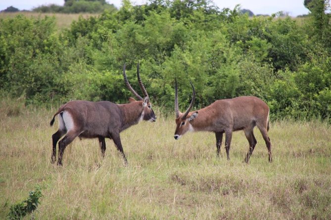 4-Day Gorillas, Wildlife and Chimpanzee Trek at Kalinzu Forest - Logistics and Preparation