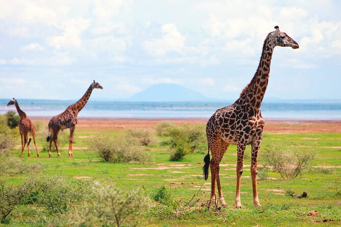 4 Day Great Migration Safari Serengeti & Ngorongoro Crater - Arusha, Tanzania