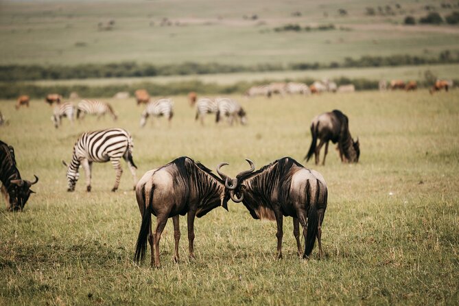 4-Day Maasai Mara and Lake Nakuru Safari From Nairobi - Safari Guide and Services