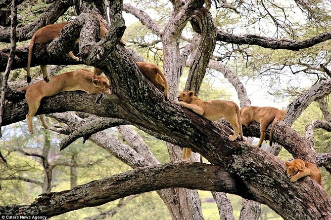 4 Days Tarangire Serengeti Ngorongoro Crater - Confirmation and Accessibility