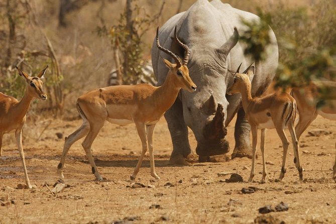 5 Day Mid Range Tanzania Safari - Booking Guarantee