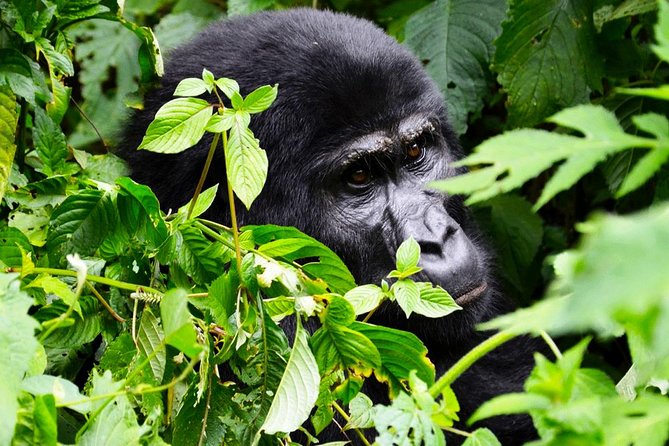 5 Days Gorilla & Wildlife Safari in Uganda - Cancellation Policy