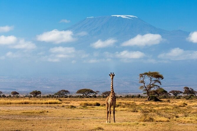 6-Day Kenya Safari to Masai Mara, Lake Nakuru and Amboseli - Booking and Pricing Details