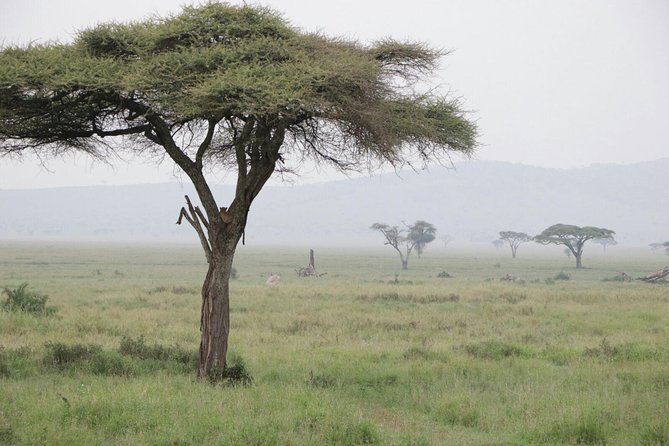 6 Days Joining Group Safari to Tarangire,Serengeti,Ngorongoro & Manyara Tanzania - Exceptional Customer Reviews