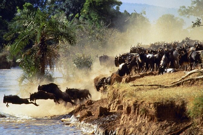 6 Days Safari - Visit; Masai Mara, Lake Nakuru & Amboseli - Why Choose This Tour