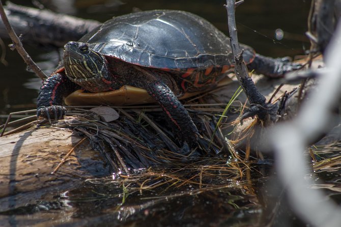 6 Hour Algonquin Park Canoe Trip - Wildlife Observation