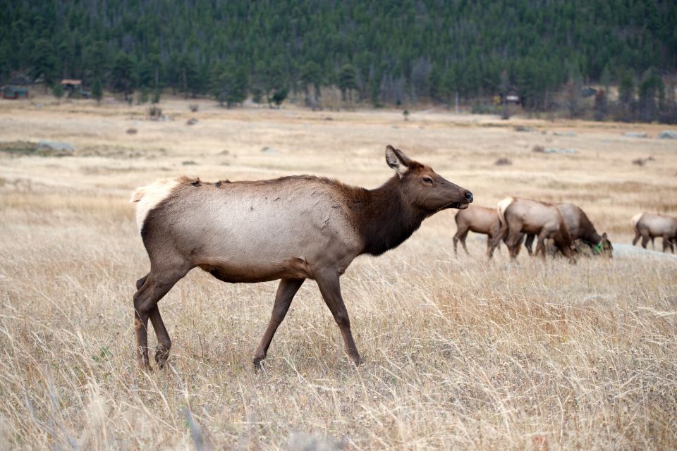 7-Day Yellowstone National Park Rocky Mountain Explorer - Frequently Asked Questions