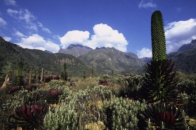 7 Days Rwenzori Summit (Margherita Peak) Hike - Exceptional Reviews and Ratings