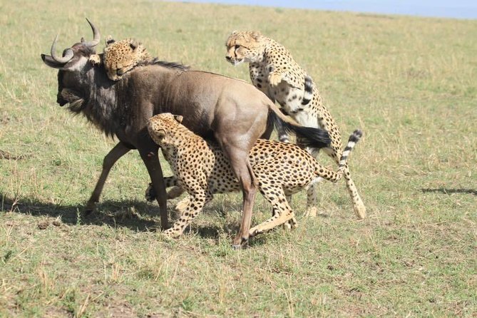 8 Days Amboseli Great Rift Valley Lakes & Masai Mara - Booking Confirmation