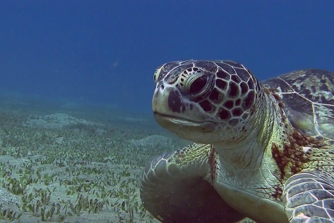 Abu Dabbab Over Day - Snorkel With Turtles & Dugong From Hurghada - Hurghada - Private Tour Option Available