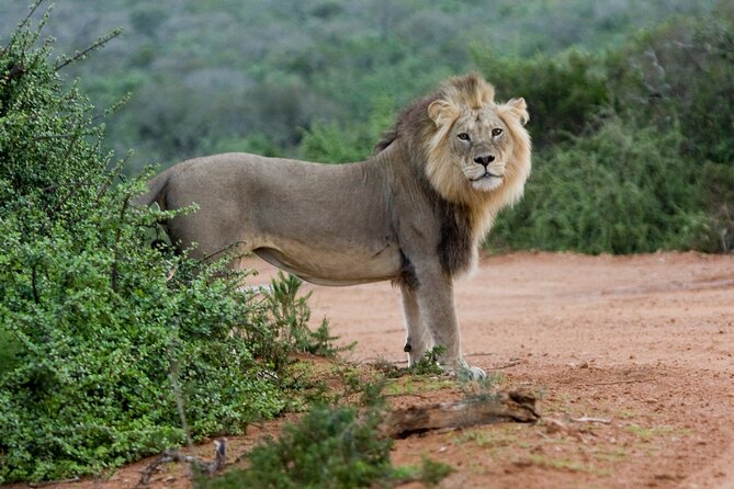 Addo Elephant 5 Hour Morning Safari. - Confirmation and Accessibility