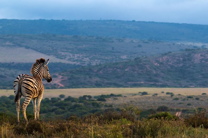 Addo Elephant National Park All Inclusive Full-Day Safari - Pricing and Cancellation Policy