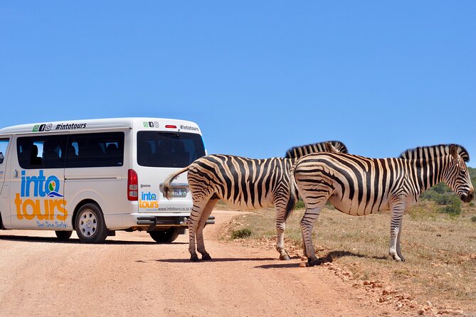 Addo Elephant Park All-Inclusive Day Safari From Port Elizabeth - Cancellation Policy