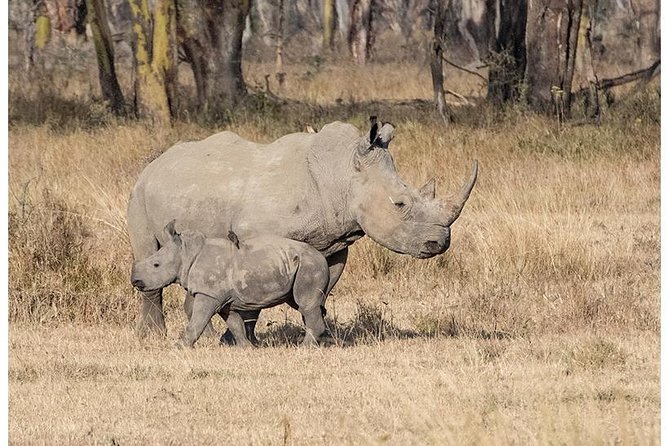 African Wildlife & Nature - 5 Kenya National Parks - 6 Day Jeep Safari - Cancellation Policy