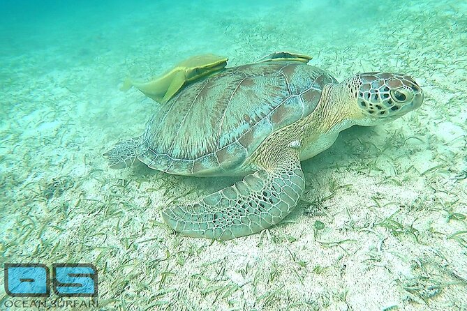 Afternoon Snorkel, Pizza & Sunset Tour Departing From St. Thomas & St. John - Advance Notice for Food Allergies