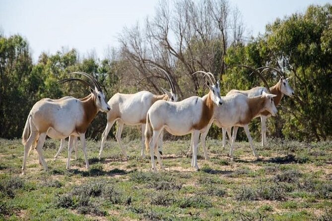 Agadir National Park & 4×4 Jeep Desert Safari Tour With Lunch - Traditional Tajine Meal