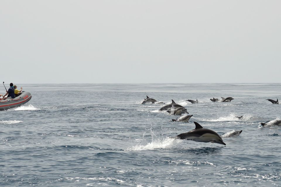 Albufeira: Dolphin Watching and Benagil Cave Boat Cruise - Frequently Asked Questions