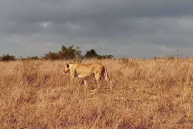 Amboseli National Park Day Tour From Nairobi - National Park Entry Fees