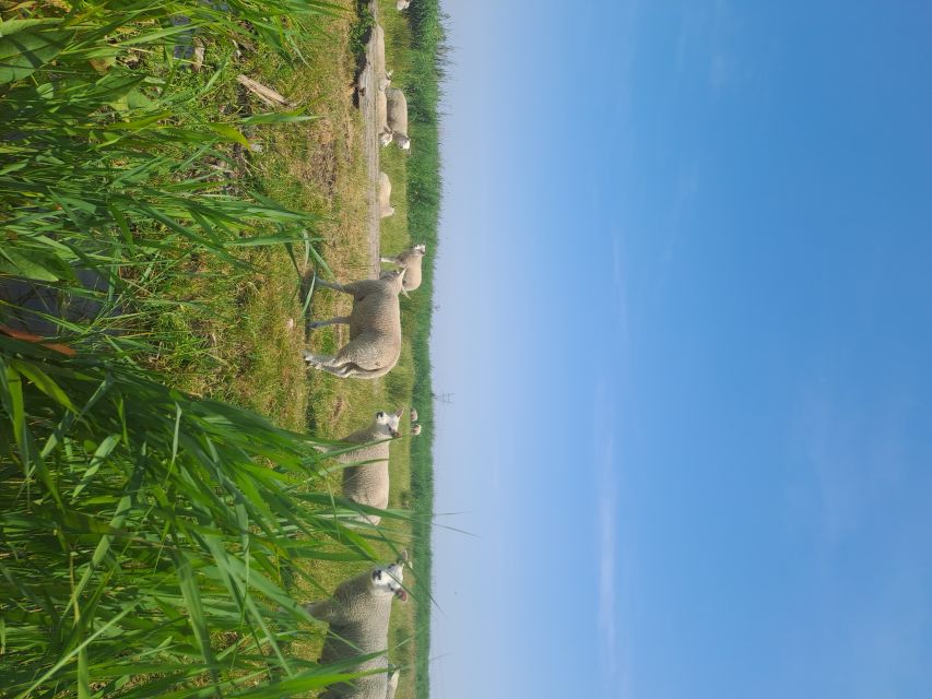 Amsterdam: Countryside Bike and Kayak Guided Tour - Transportation and Access