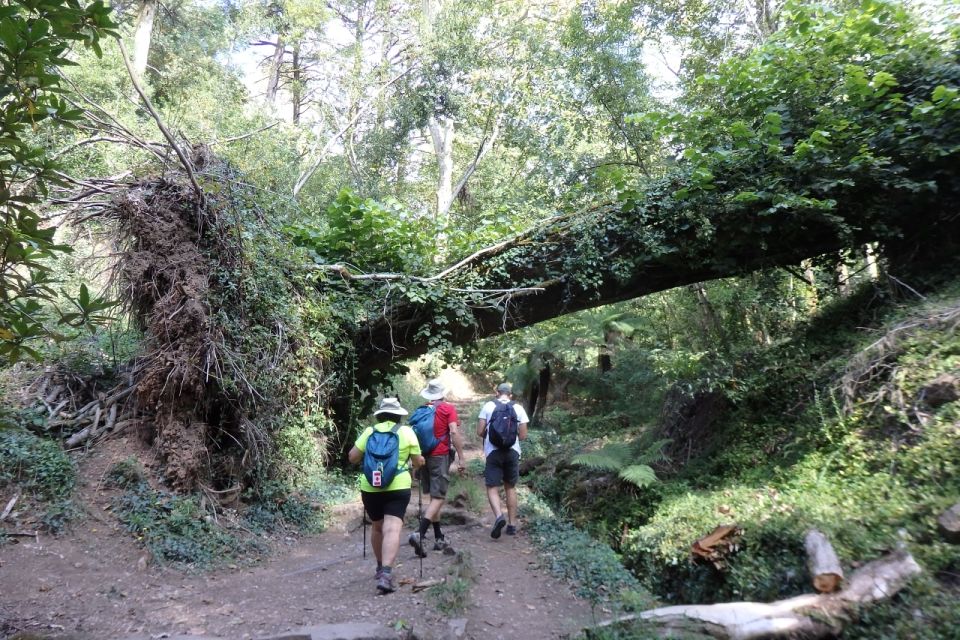 An Adventure Through the Forest and Palace of Bussaco - Coim - Important Considerations