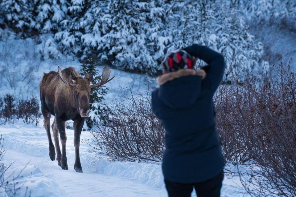 Anchorage: Winter Wonderland Photo Tour - Restrictions and Requirements