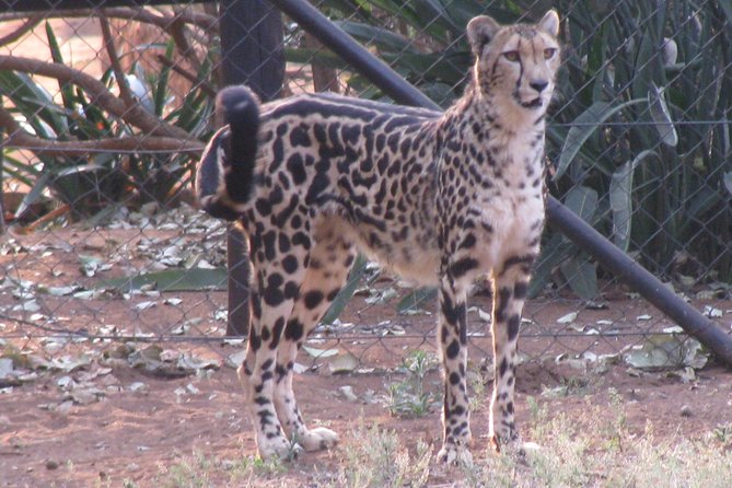 Ann Van Dyk Cheetah Centre Tour From Johannesburg or Pretoria - Supporting the Centres Mission