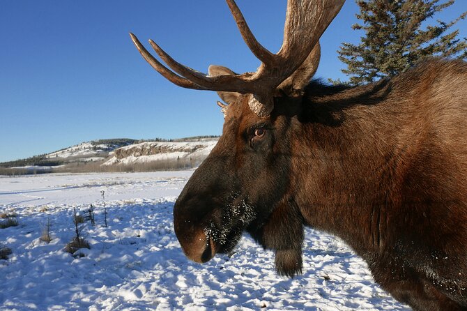 Arctic Day: Yukon Wildlife Half Day Viewing Tour - Cancellation Policy