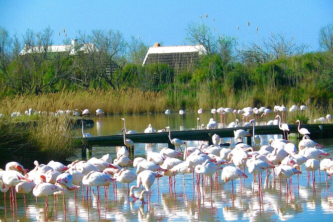 Arles and Camargue Small-Group Half-Day Tour From Avignon - Visiting Saintes-Maries-de-la-Mer