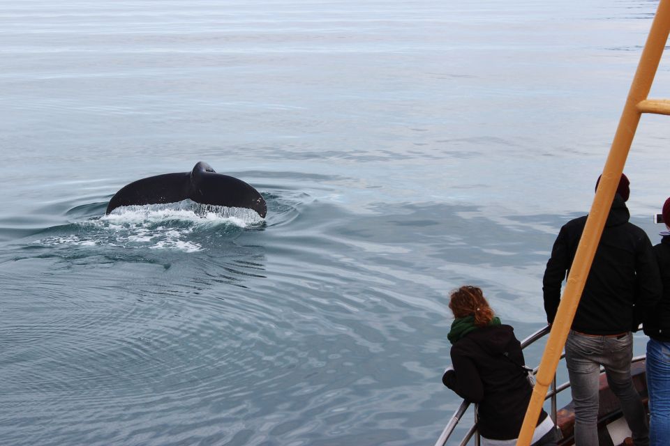 Árskógssandur: Whale-Watching Boat Trip - Frequently Asked Questions