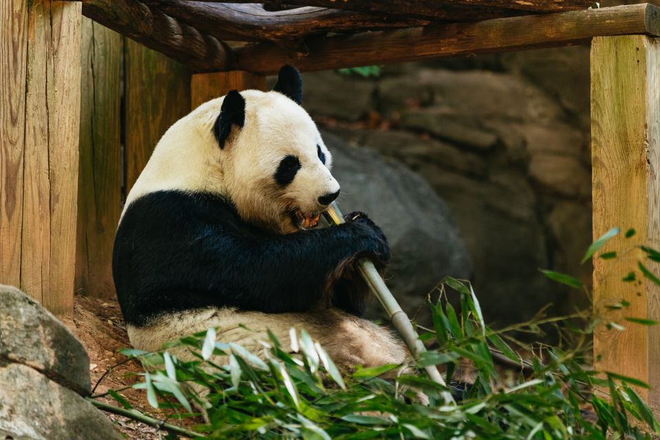 Atlanta: Zoo Atlanta General Admission Ticket - Upcoming Events and Festivals