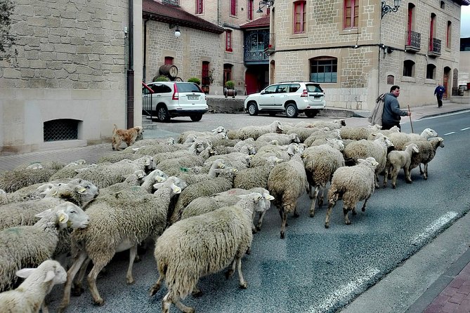 BASQUE CHEESE and TXAKOLI WINE - Private Gastronomic Adventure - Dietary Accommodations