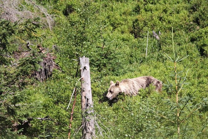 Bearwatching Hiking Day Tour in High Tatras From Poprad - Tour Suitability