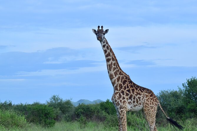 Best 5 Days Tanzania Midrange Group Joining Safari Tour - Pricing and Availability