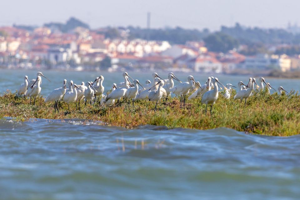 Birdwatching Boat Tour in the Tagus Estuary - Frequently Asked Questions