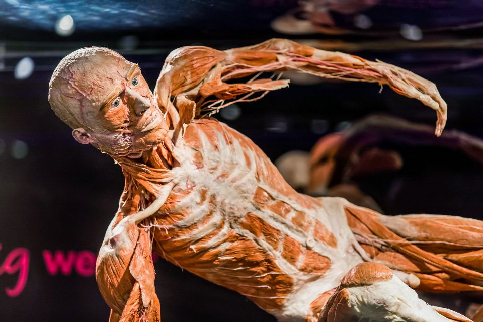 Body Worlds Amsterdam: The Happiness Project Ticket - Interactive and Engaging Exhibits