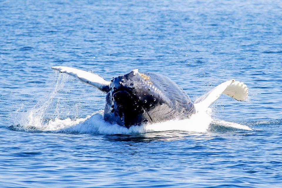 Boston: Whale Watching Catamaran Cruise - What to Expect on the Cruise