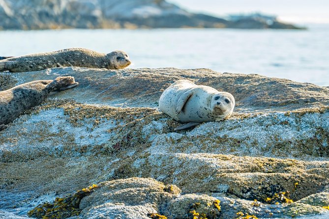 Bowen Island Dinner and Zodiac Boat Tour by Vancouver Water Adventures - Tour Inclusions