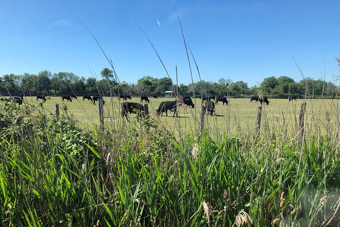 Camargue 4x4 Safari 2 Hours Saintes Maries De La MerTranslated Into English, the Input Text Is:Camargue 4x4 Safari 2 Hours Saintes Maries De La Mer - Pricing, Availability, and Reviews