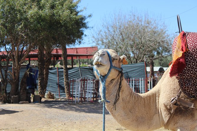 Camel Ride in the Palmeraie of Marrakech - Preparing for Your Desert Adventure