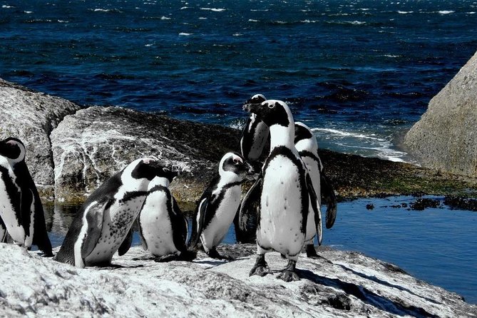 Cape of Good Hope, Cape Point & Penguins, Private Customizable Morning Tour - African Penguin Colony