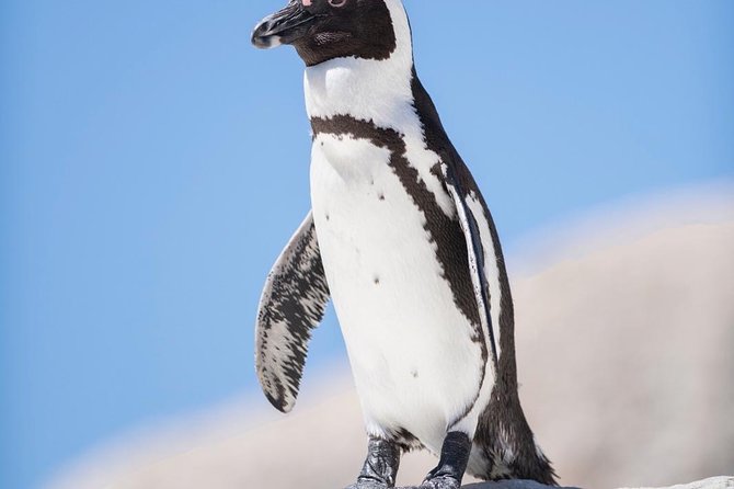 Cape Point Penguin Tour - Confirmation and Accessibility