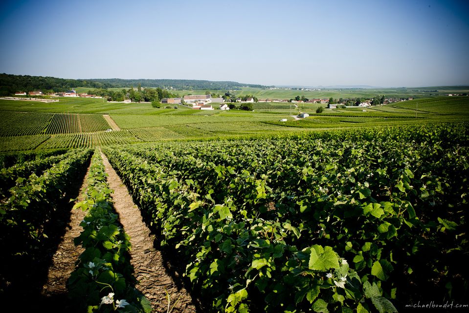 Champagne: Canard-Duchêne Champagne House Tour - Inclusions and Accessibility Considerations